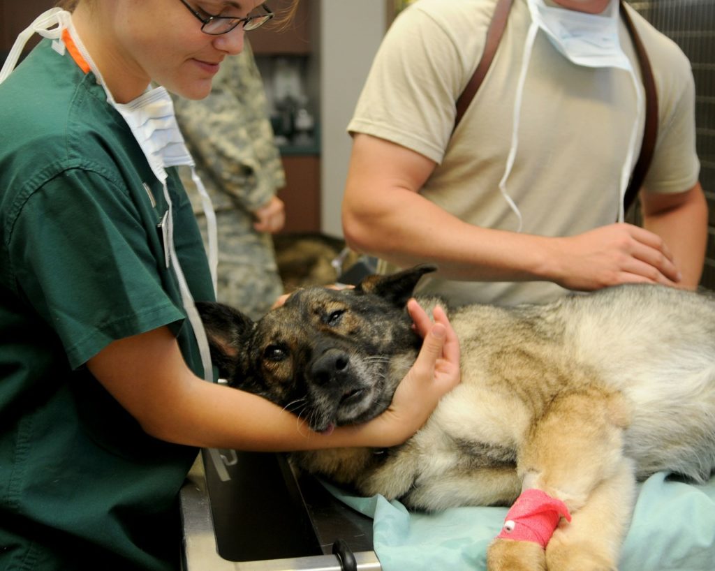 veterinarians treating dogs