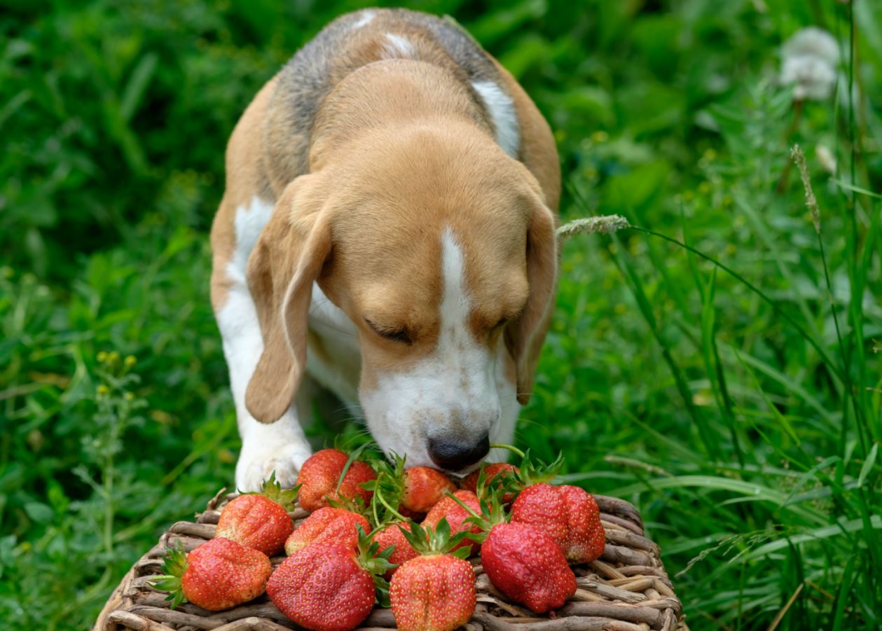 Dogs and Fruits