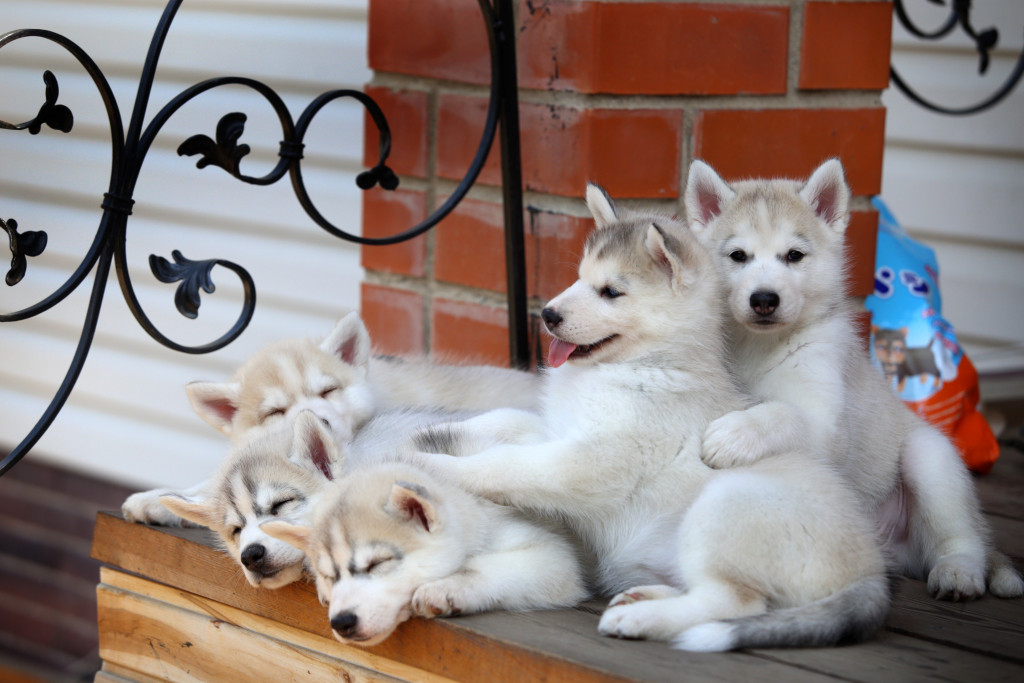 puppies on the porch