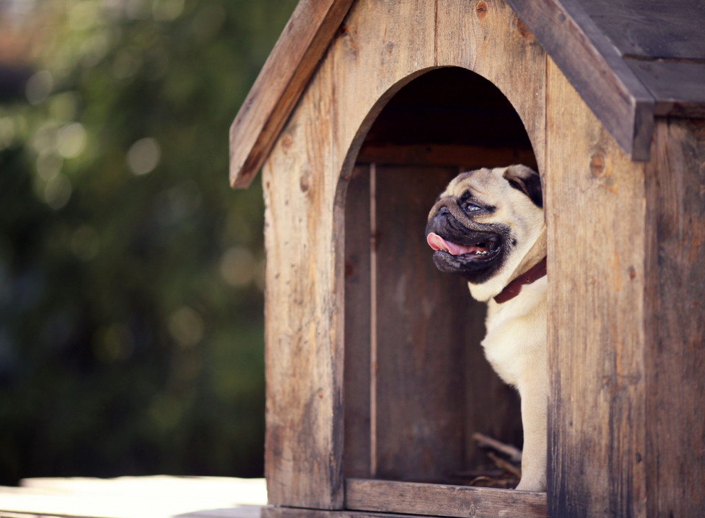 pug in a dog house
