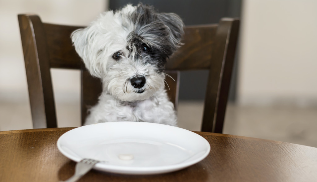 a dog sitting in front of the table