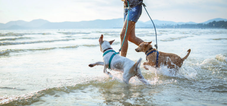 dog at beach