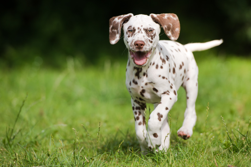 A Dalmatian puppy mid-run on a grassy yard