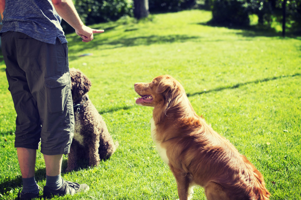 A poodle and a Nova Scotia duck tolling retriever sitting in front of their owner in a grassy yard