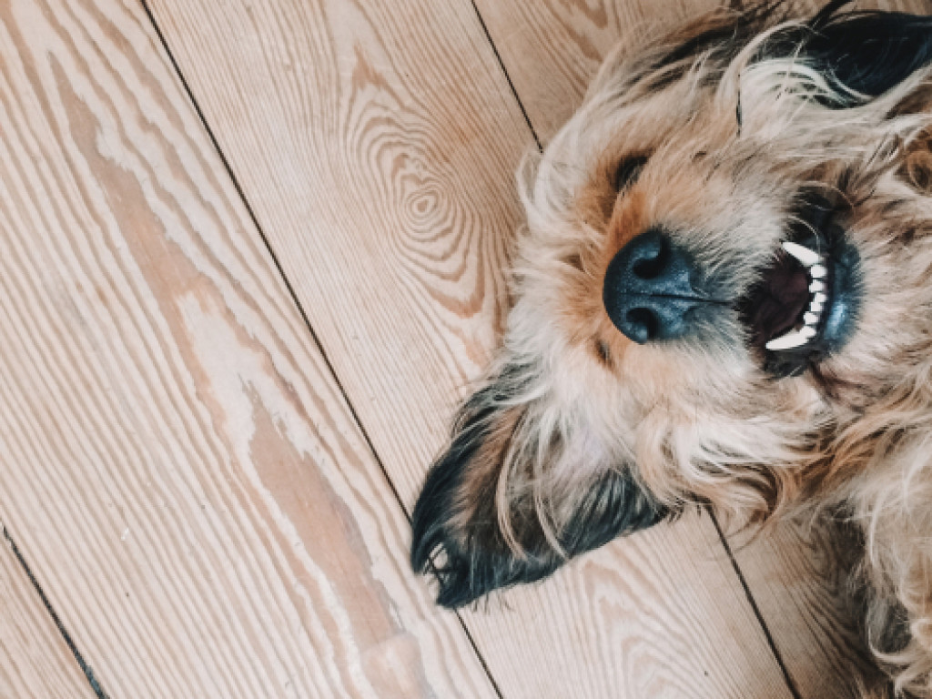 A happy dog lying on a wood floor