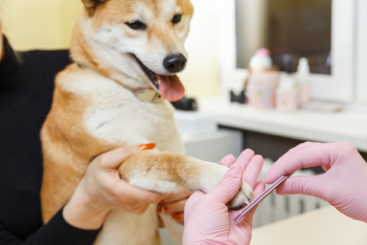 a person trimming dog's nails