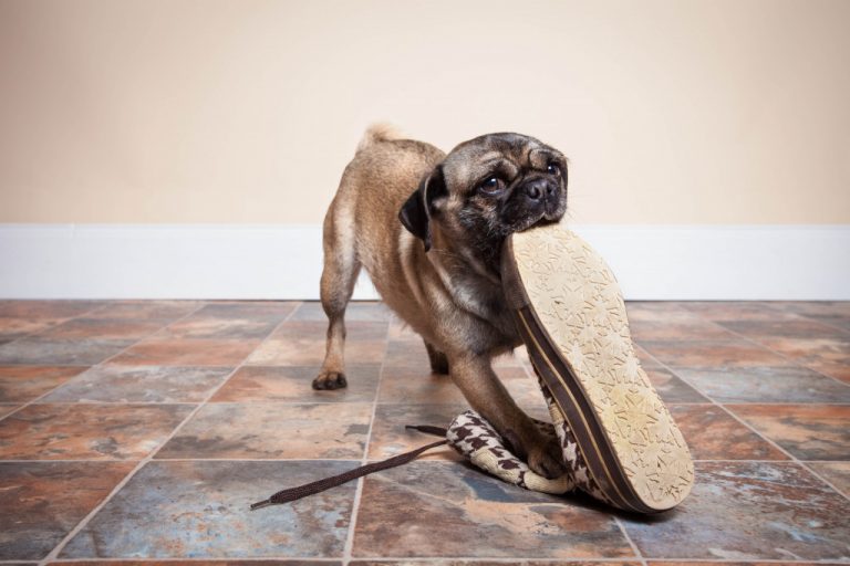 pet dog biting a shoe