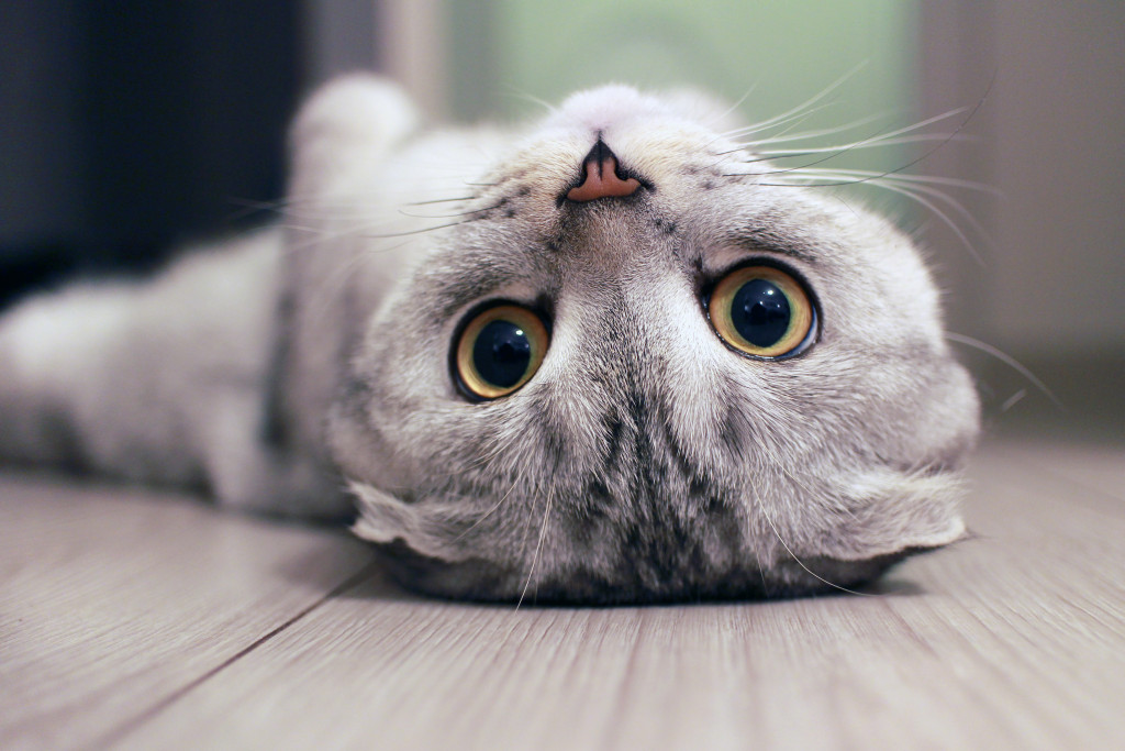 Cute cat on the floor