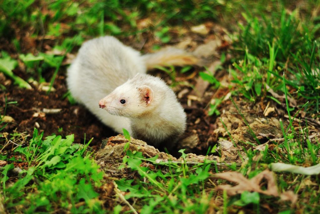 How Long Do Ferrets Live: Unveiling Their Lifespan