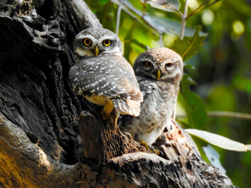 Close-up of Two Owls
